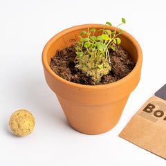 Bombe di Biodiversità “Salviamo le Api” | Semi Naturali per Impollinatori