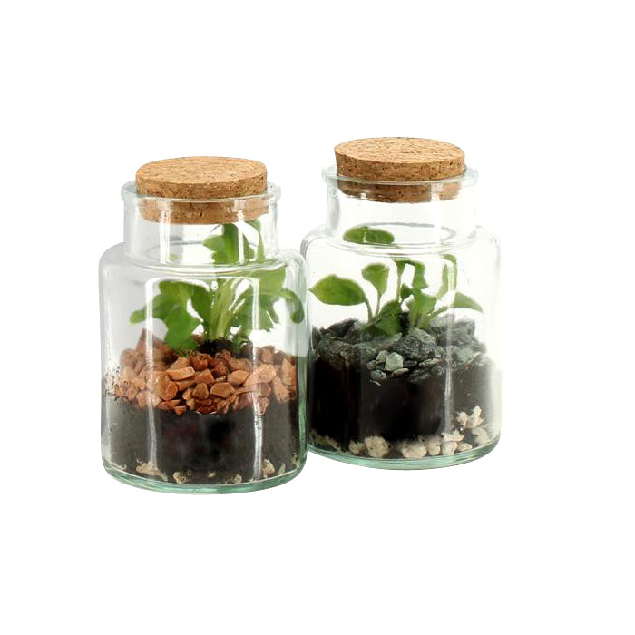 Bomboniera Eco Friendly | Terrarium Minù in Bottiglietta di Vetro