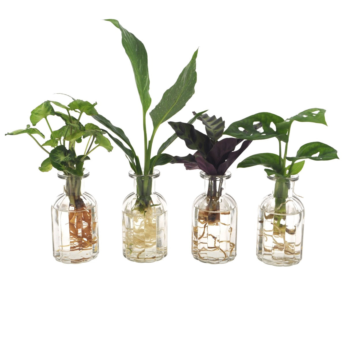 Bomboniera Eco-friendly | Mix Piantine Idroponiche in Bottigliette di Vetro - HAR_LIP300
