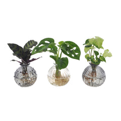 Bomboniera Eco-friendly | Mix Piantine Idroponiche in Ampolline  - HAR_LIP800