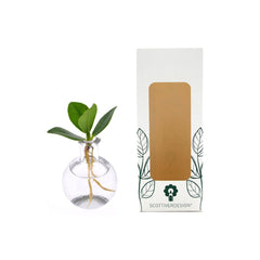 Bomboniere Eco Friendly | Clusia Princess Idro in Ampollina di Vetro  - HAR_J62J00