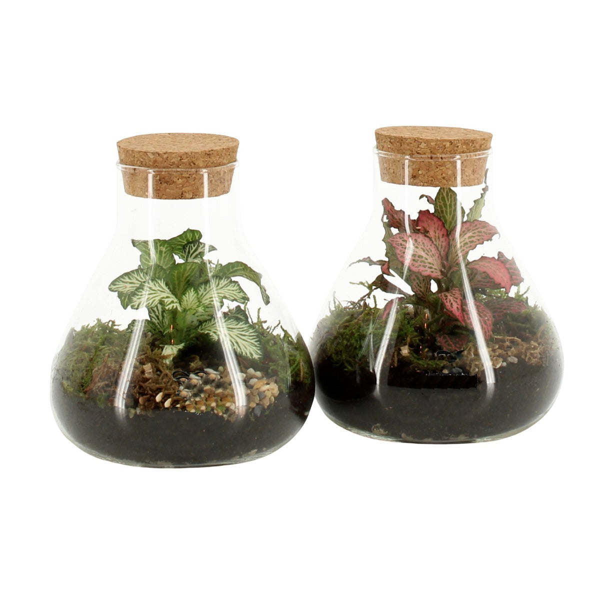 Bomboniera Green | Terrarium Laborantin  - HAR_KTRP00