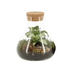 Bomboniera Green | Terrarium Laborantin  - HAR_KTRP00