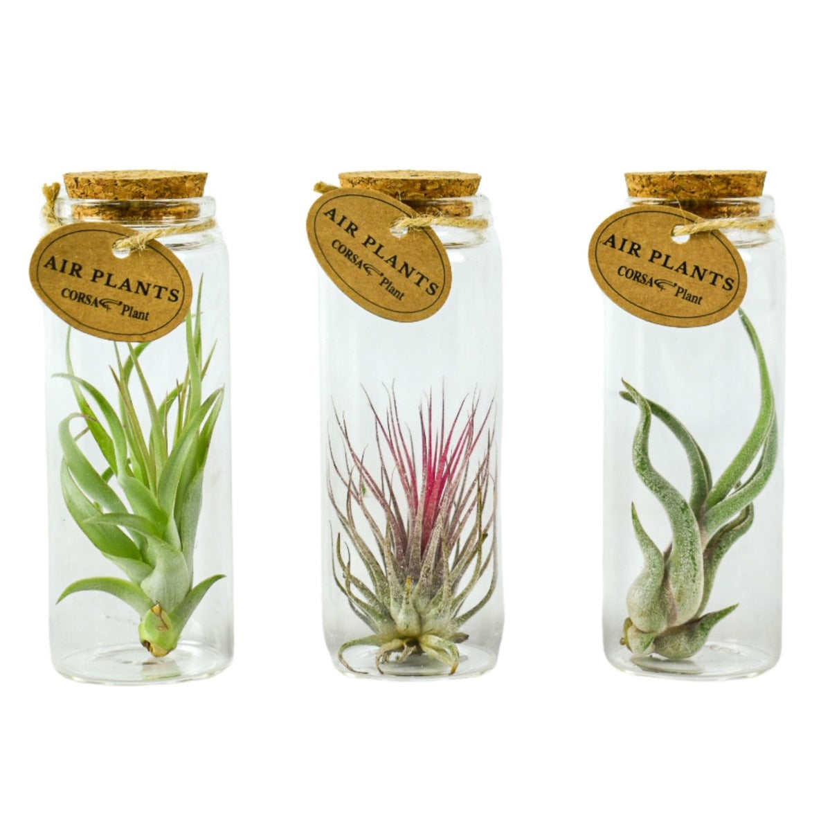 Bomboniere Eco Friendly | Piantina di Tillandsia in Provetta di Vetro con Tappo di Sughero - HAR_J6D100