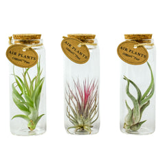 Bomboniere Eco Friendly | Piantina di Tillandsia in Provetta di Vetro con Tappo di Sughero - HAR_J6D100