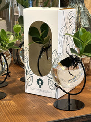 Bomboniera Eco Friendly | Clusia Princess Idroponica in Ampolla su Stand in Ferro - HAR_HJ6A00