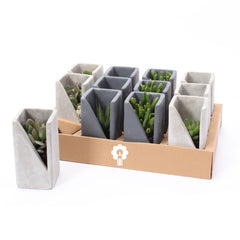 Bomboniere Green: Piantine Grasse in Vasetto di Design Concrete - HAR_KAOQ00