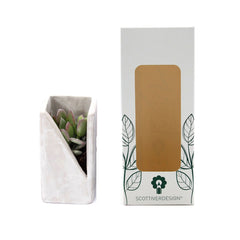 Bomboniere Green: Piantine Grasse in Vasetto di Design Concrete - HAR_KAOQ00
