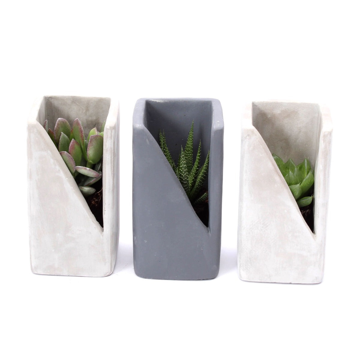 Bomboniere Green: Piantine Grasse in Vasetto di Design Concrete - HAR_KAOQ00