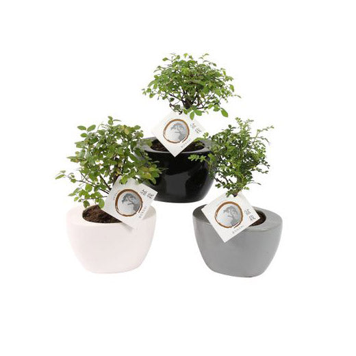 Bomboniere green: Bonsai varietà assortite in vasetto colorato ovale - Misto-bonsai-in-vasetto-ovale
