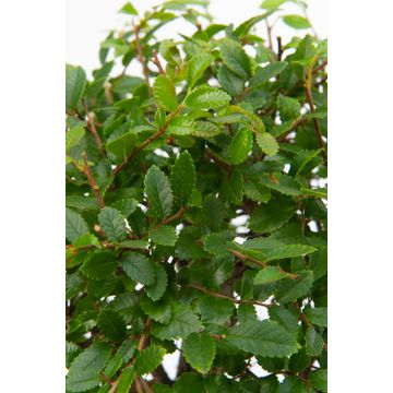 Bomboniere green: Bonsai varietà assortite in vasetto colorato ovale - Misto-bonsai-in-vasetto-ovale