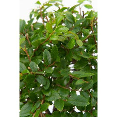 Bomboniere green: Bonsai varietà assortite in vasetto colorato ovale - Misto-bonsai-in-vasetto-ovale