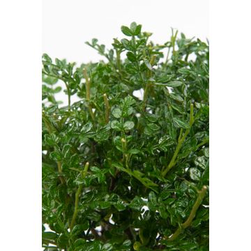 Bomboniere green: Bonsai varietà assortite in vasetto colorato ovale - Misto-bonsai-in-vasetto-ovale