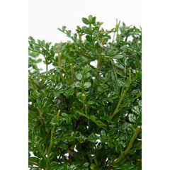 Bomboniere green: Bonsai varietà assortite in vasetto colorato ovale - Misto-bonsai-in-vasetto-ovale