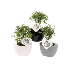 Bomboniere green: Bonsai varietà assortite in vasetto colorato ovale - Misto-bonsai-in-vasetto-ovale