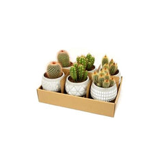Bomboniere green | Mix piantine grasse in vasetti di cemento su stand in legno - grasse-in-cemento-su-stand-in-legno