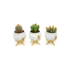 Bomboniere green | Mix piantine grasse in vasetti di cemento su stand in legno - grasse-in-cemento-su-stand-in-legno