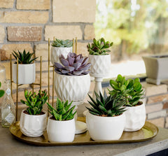 Bomboniere green | Mix piantine grasse succulente in vasetti bianchi - HAR_JLOG00