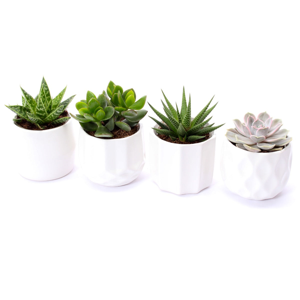 Bomboniere green | Mix piantine grasse succulente in vasetti bianchi - HAR_JLOG00