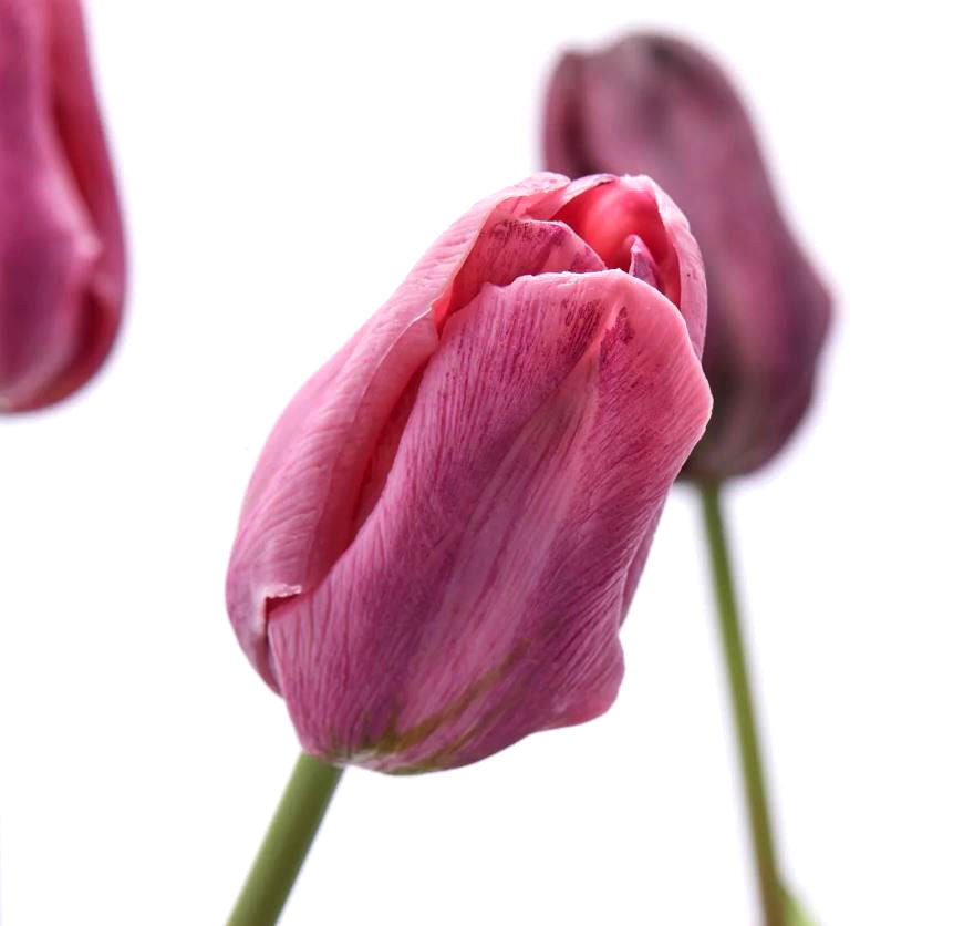 Bouquet 3 Tulipani Viola Real Touch H48 | Fiori artificiali di qualit&agrave; - 216120,62