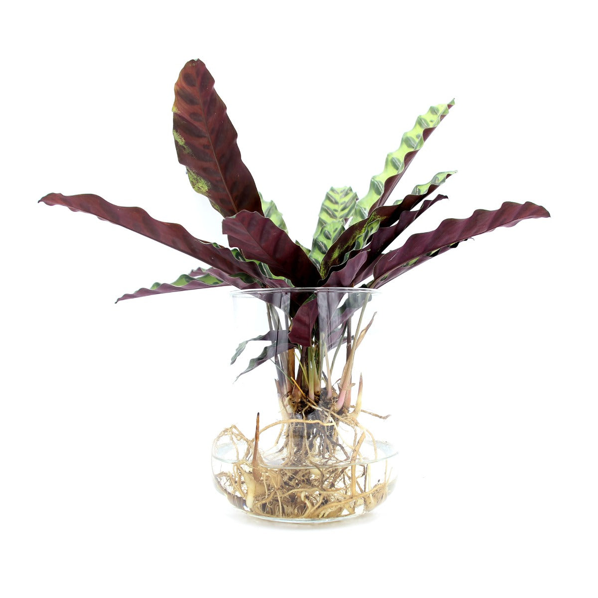 Calathea idroponica in vaso di vetro svasato  - calathea_idro_vetro_svasato