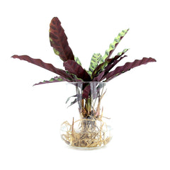 Calathea idroponica in vaso di vetro svasato  - calathea_idro_vetro_svasato