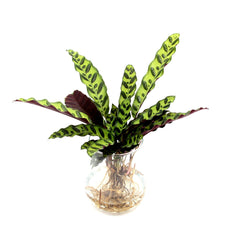 Calathea idroponica in vaso di vetro svasato  - calathea_idro_vetro_svasato