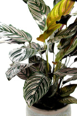 Calathea Sanderiana : Piante verdi da appartamento  - calathea-sanderiana-vaso-19