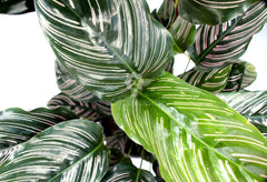 Calathea Sanderiana : Piante verdi da appartamento  - calathea-sanderiana-vaso-19