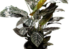 Calathea Sanderiana : Piante verdi da appartamento  - calathea-sanderiana-vaso-19