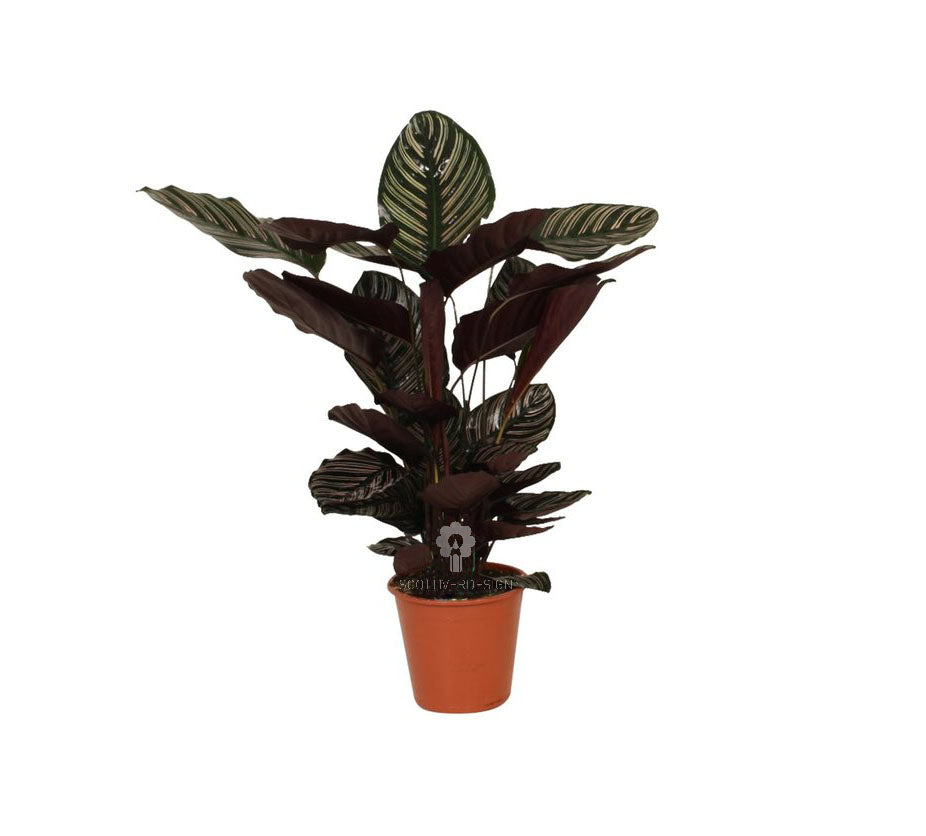 Calathea Sanderiana : Piante verdi da appartamento  - calathea-sanderiana-vaso-19