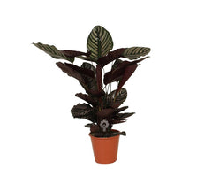 Calathea Sanderiana : Piante verdi da appartamento  - calathea-sanderiana-vaso-19