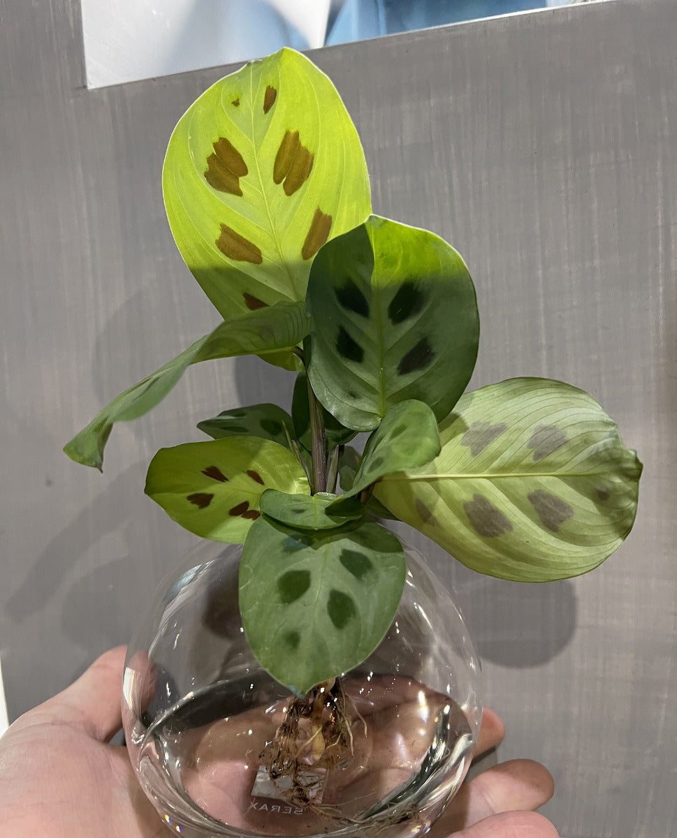 Calathea idroponica in ampolla di vetro  - Calathea-in-ampolla-1