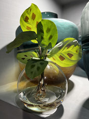 Calathea idroponica in ampolla di vetro  - Calathea-in-ampolla-1