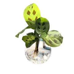 Calathea idroponica in ampolla di vetro  - Calathea-in-ampolla-1