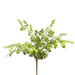 Felce Asplenium Olis Cespuglio H47 - 232826