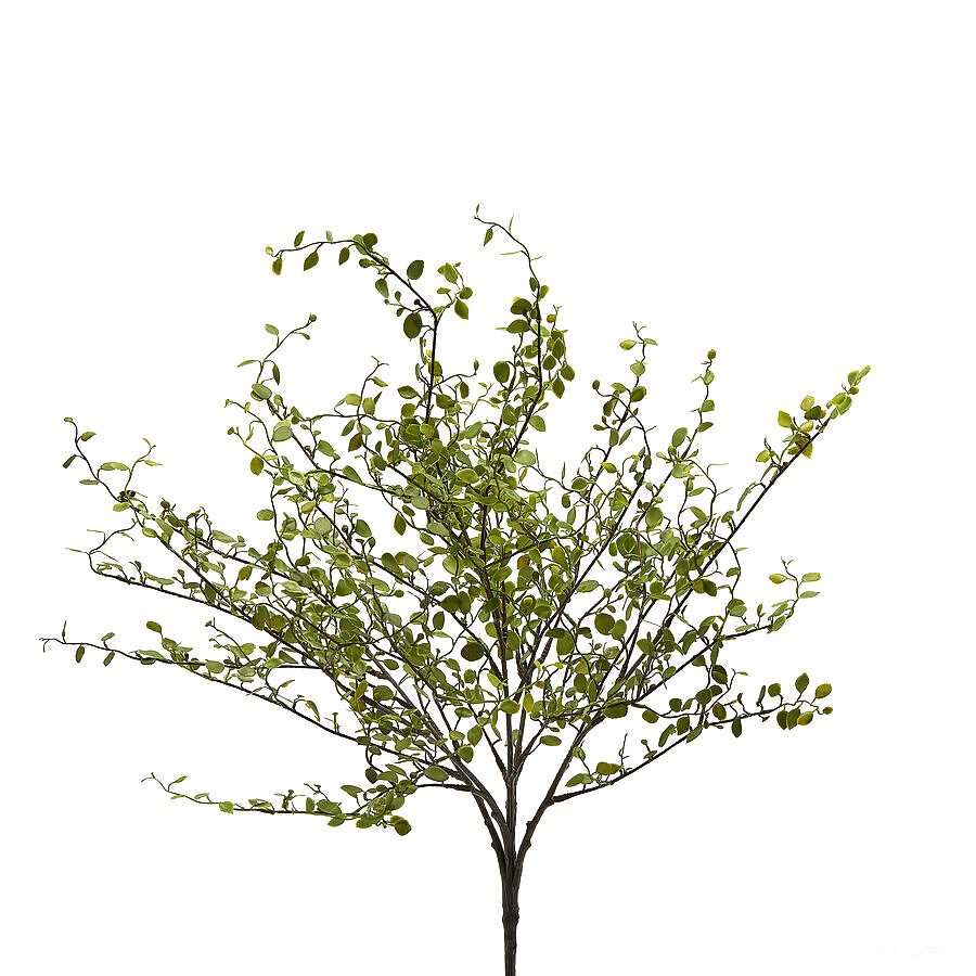 Pianta Artificiale di Mulenbechia H43 Cm