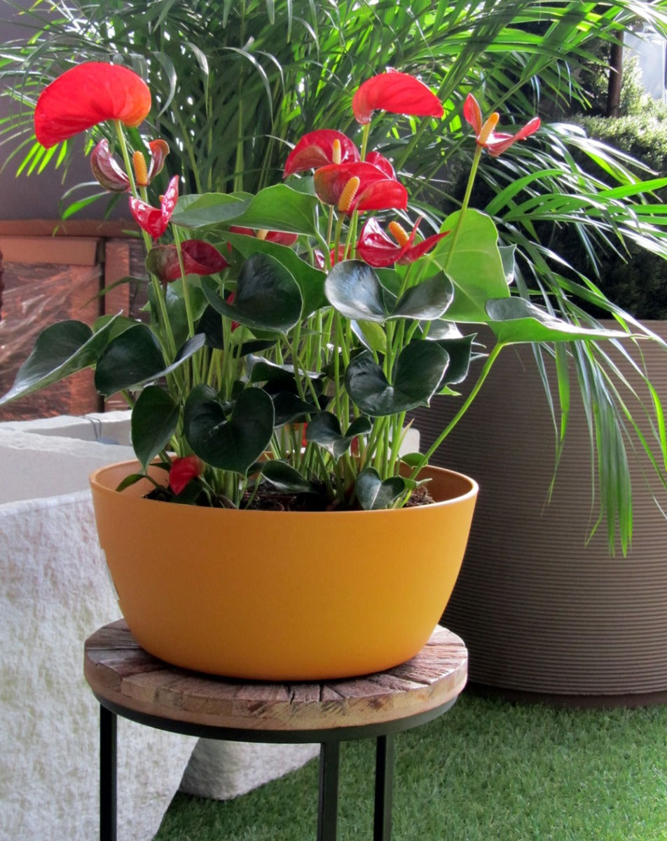Vaso ciotola Vila Curry | Vasi da interno - esterno Teraplast - CONFIG0324