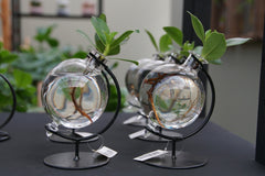 Bomboniera Eco Friendly | Clusia Princess Idroponica in Ampolla su Stand in Ferro - HAR_HJ6A00