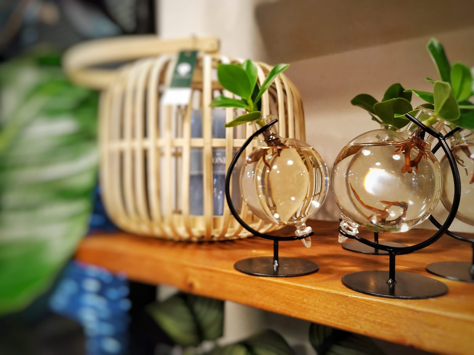 Bomboniera Eco Friendly | Clusia Princess Idroponica in Ampolla su Stand in Ferro - HAR_HJ6A00