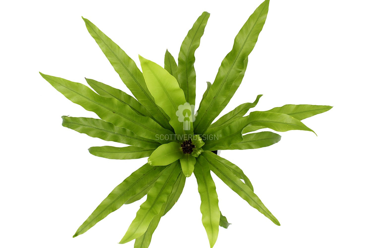 Asplenium su roccia vulcanica  - Lova-Asplenium