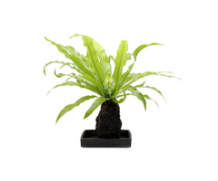 Asplenium su roccia vulcanica  - Lova-Asplenium