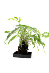 Felce Diversifolium su roccia vulcanica  - Lova-Diversifolium