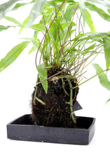 Felce Diversifolium su roccia vulcanica  - Lova-Diversifolium