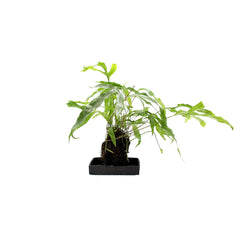Felce Diversifolium su roccia vulcanica  - Lova-Diversifolium