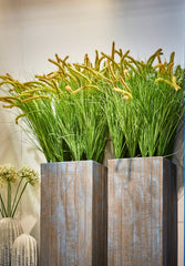 Festuca C/Amenti Cesp. H85 - 231155,70