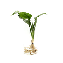 Strelitzia Idroponica in Cilindro di Vetro - strelitzia_idro_vetro