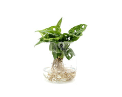 Filodendro Monstera Obliqua Monkey Mask idrocoltura : Piante verdi da appartamento  - Filodendro-idro-monkey-mask