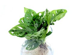 Filodendro Monstera Obliqua Monkey Mask idrocoltura : Piante verdi da appartamento  - Filodendro-idro-monkey-mask