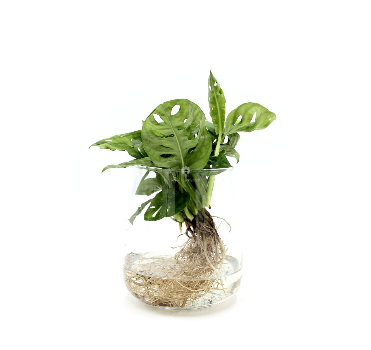 Filodendro Monstera Obliqua Monkey Mask idrocoltura : Piante verdi da appartamento  - Filodendro-idro-monkey-mask
